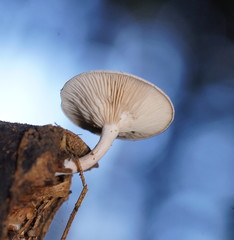 Clitocybe semiocculta