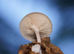 Clitocybe semiocculta