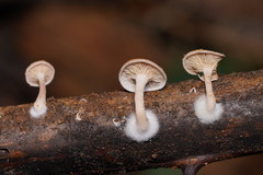 Clitocybe semiocculta