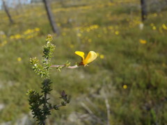 Aspalathus retroflexa retroflexa