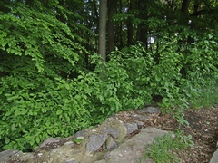 Cornus sanguinea australis