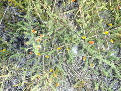 Aspalathus retroflexa retroflexa