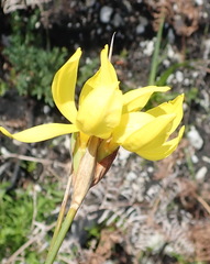 Bobartia macrospatha