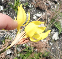 Bobartia macrospatha