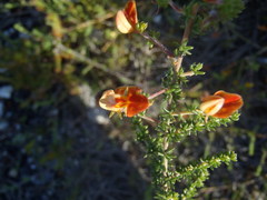 Aspalathus retroflexa retroflexa