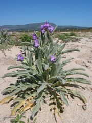 Matthiola sinuata