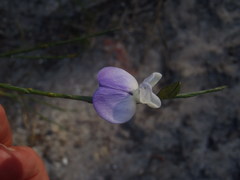 Psoralea pullata