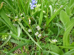 Valerianella carinata
