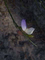 Psoralea pullata