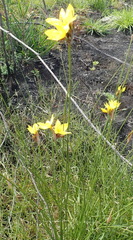 Bobartia macrospatha