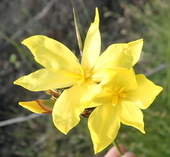 Bobartia macrospatha