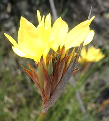 Bobartia macrospatha