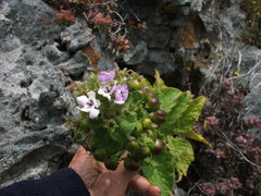 Teedia pubescens