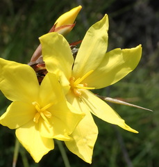Bobartia macrospatha