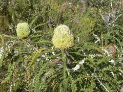 Banksia speciosa