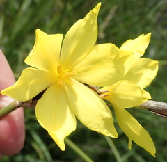 Bobartia macrospatha