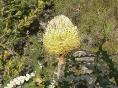Banksia speciosa