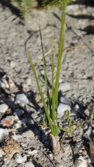 Bulbinella trinervis