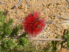 Kunzea baxteri