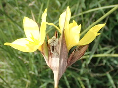 Bobartia macrospatha