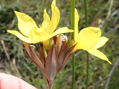 Bobartia macrospatha