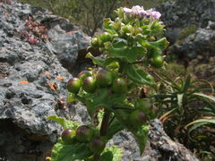 Teedia pubescens