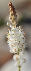 Bulbinella trinervis