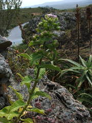 Teedia pubescens