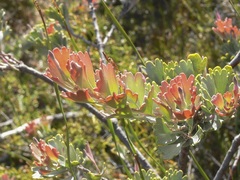 Adenanthos cuneatus