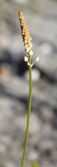 Bulbinella trinervis