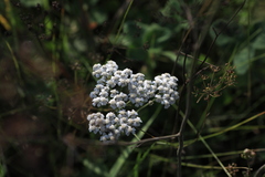 Achillea salicifolia