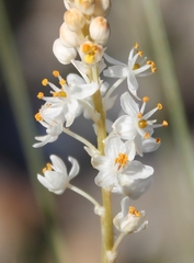 Bulbinella trinervis