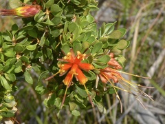 Lambertia inermis