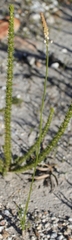 Bulbinella trinervis