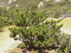 Melaleuca hislopii