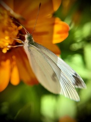 Pieris rapae