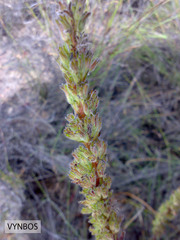 Echiostachys incanus