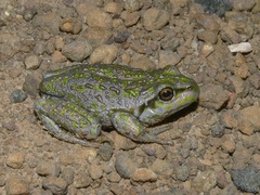 Ranoidea cyclorhynchus