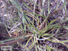 Echiostachys incanus