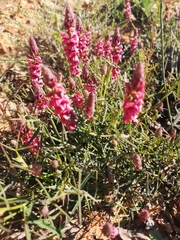 Indigofera venusta