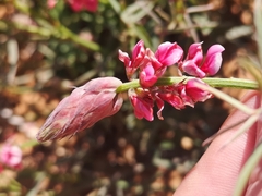 Indigofera venusta