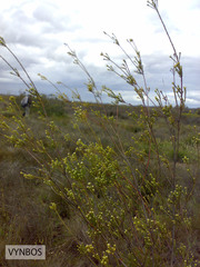 Leucadendron corymbosum