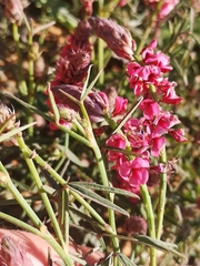Indigofera venusta
