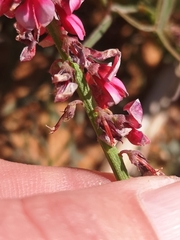 Indigofera venusta