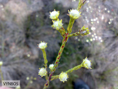 Leucadendron corymbosum