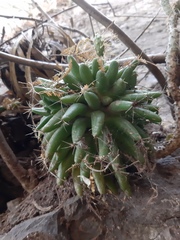 Mammillaria longimamma