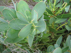 Protea grandiceps