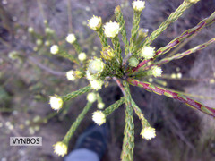 Leucadendron corymbosum