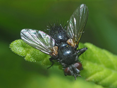 Phania funesta