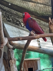 Eclectus roratus polychloros